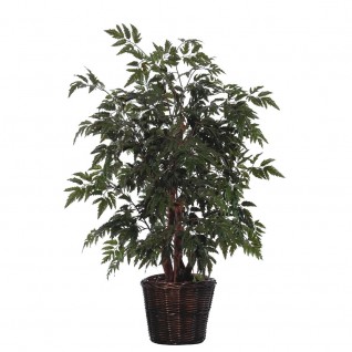 4 ft. Ming Aralia Bush