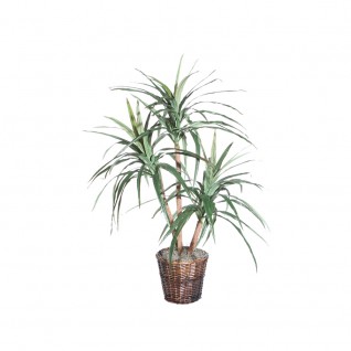 TXX1140 4 ft. Marginata Extra Full