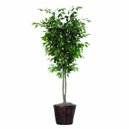 6 ft. Ficus Deluxe