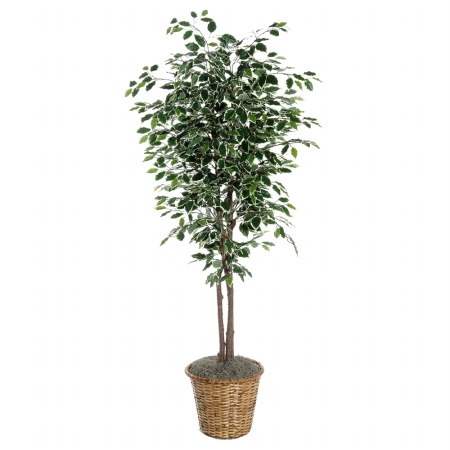 6 ft. Variegated Deluxe