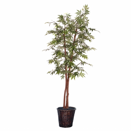 6 ft. Japanese Maple Deluxe