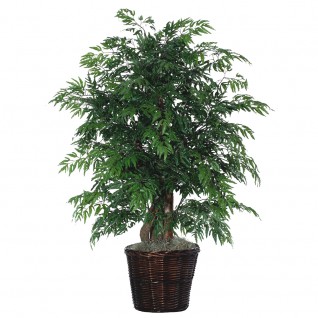 4 ft. Ming Aralia Extra Full