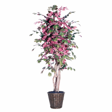 6 ft. Capensia Executive