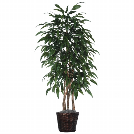 6 ft. Mango Executive