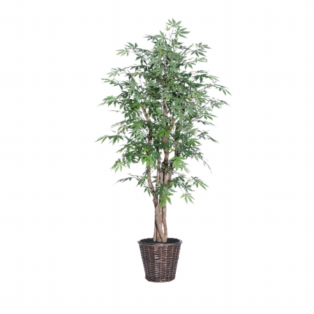 TEX1860 6 ft. Japanese Maple Executive