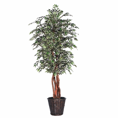 TEX1360 6 ft. Variegated Smilax Executive
