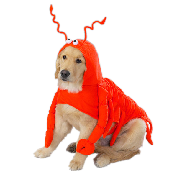 Picture of Casual Canine ZA540 30 Lobster Paws Costume XXL
