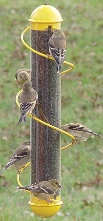 Picture of Bird Quest Llc BSPSEBQSBF2Y Bird Quest 17 in. Yellow Spiral thistle Feeder