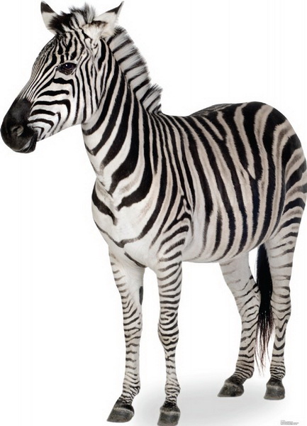 Picture of Advanced Graphics 1479 Zebra