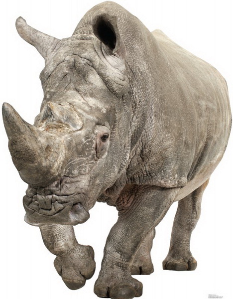 Picture of Advanced Graphics 1483 White Rhinoceros