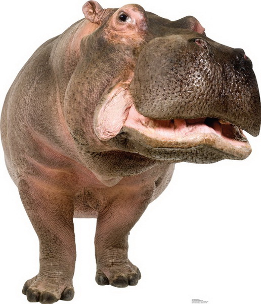 Picture of Advanced Graphics 1484 Hippopotamus