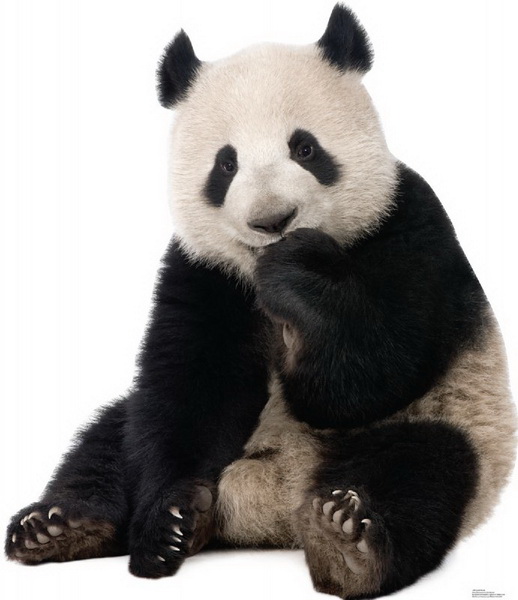 Picture of Advanced Graphics 1485 Giant Panda