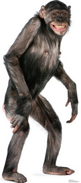 Picture of Advanced Graphics 1487 Chimpanzee