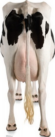 Picture of Advanced Graphics 1489 Cows Rear