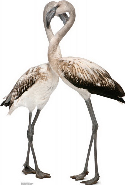 Picture of Advanced Graphics 1490 Flamingos - Love Birds