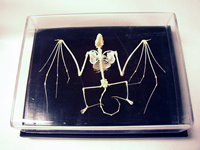 Picture of C and A Scientific 51010-U Bat Skeleton- Unmounted