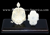 Picture of C and A Scientific 51005-N Turtle Skeleton- Natural Shell - Large