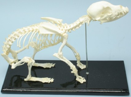 Picture of C and A Scientific 51014-U Dog Skeleton&#44; Unmounted