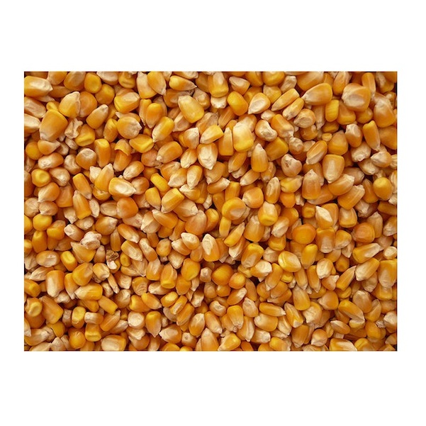 Picture of Bulk Grains 100 percent Organic Yellow Popcorn Bulk 5 Lbs - SPu309278