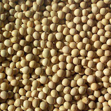Picture of Bulk Peas And Beans Organic 100 percent Organic Soybeans 25 Lbs - SPu308791