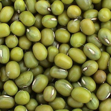 Picture of Bulk Peas And Beans Organic 100 percent Organic Mung Beans 25 Lbs - SPu491167