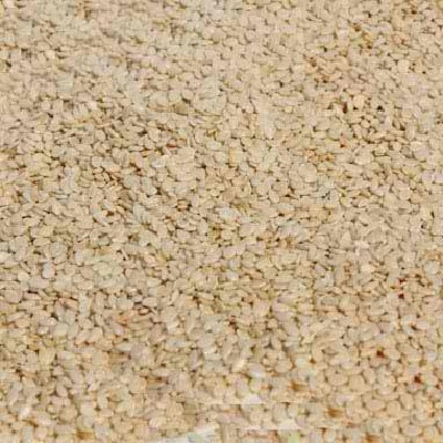 Picture of Bulk Seeds 100 percent Organic White Hulled Sesame Seeds 25 Lbs - SPu570986