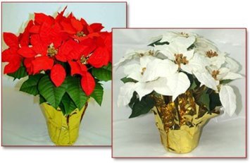 6 in.  pot Red Silk Poinsettias; MIN 12