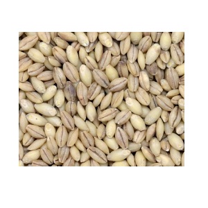 Picture of Grains BG13953 Grains Hulless Barley - 1x25LB