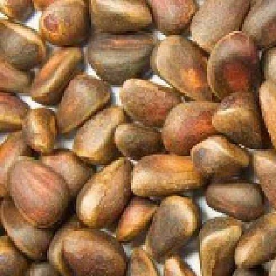 Picture of Nuts BG16616 Nuts Pine Nuts - 1x5LB