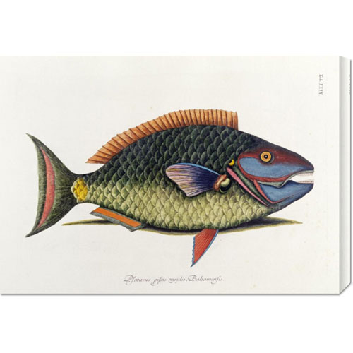 Picture of Bentley Global Arts dba American Walls GCS-267839-30-142 Mark Catesby &apos;The Parrot Fish&apos; Stretched Canvas