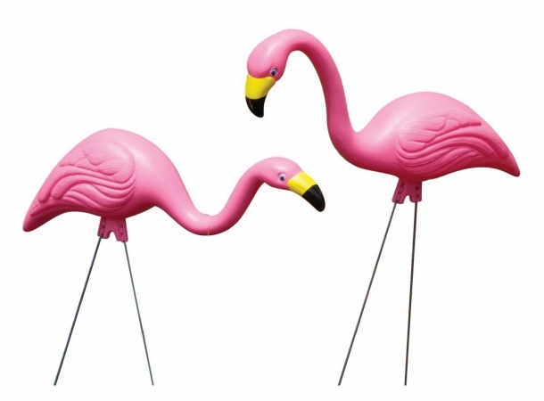 Bloem 10 Pack Pink Flamingo G21
