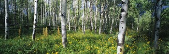PANORAMIC IMAGES