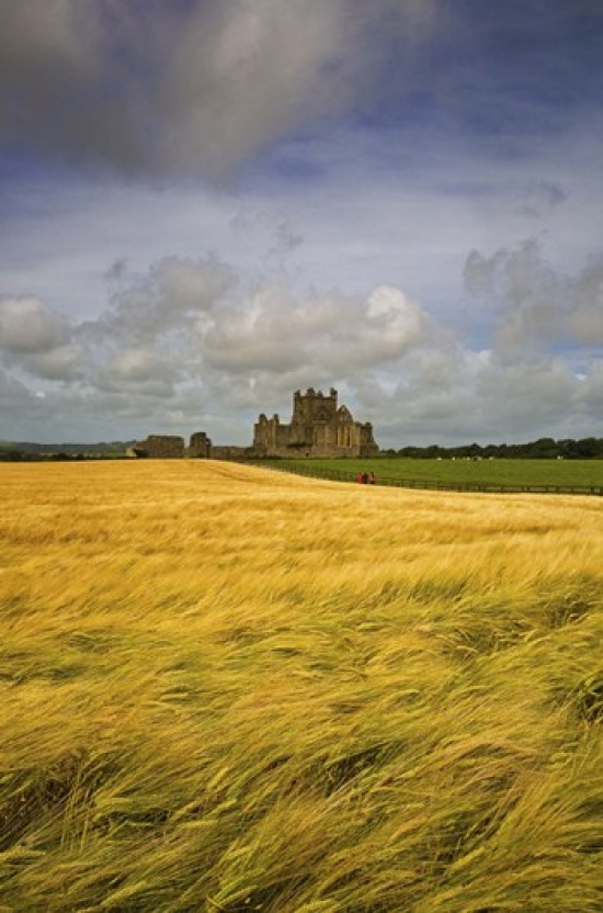 PPI113828 Cistercian Dunbrody Abbey - 1182 beyond Barley Field  County Wexford  Ireland Poster Print by  - 16 x 24 -  Panoramic Images
