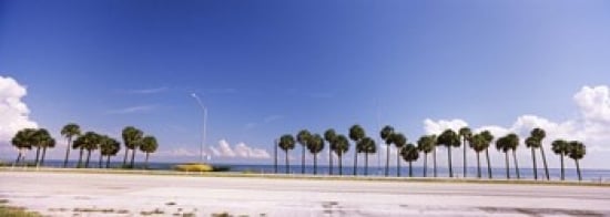 Palm trees at the roadside  Interstate 275  Tampa Bay  Gulf of Mexico  Florida  USA Poster Print by  - 36 x 12 -  RLM Distribution, HO210112