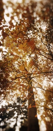 PANORAMIC IMAGES