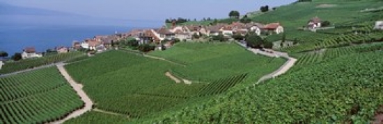 PANORAMIC IMAGES