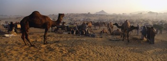 PPI94785L Camels in a fair  Pushkar Camel Fair  Pushkar  Rajasthan  India Poster Print by  - 36 x 12 -  Panoramic Images