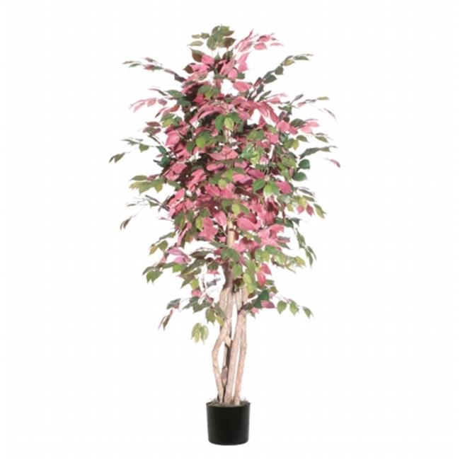Vickerman TEX0360-07 6 Capensia Executive