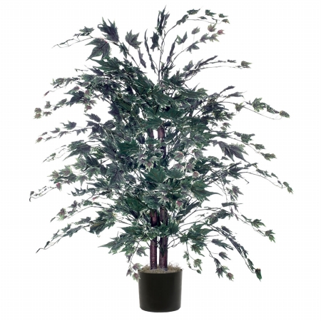 4' Frosted Maple Bush