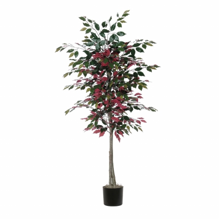 6' Capensia tree