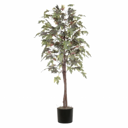 6' Frosted Maple tree
