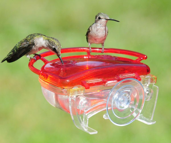 Picture of Aspects ASPECTS437 The Gem Window Hummingbird Feeder