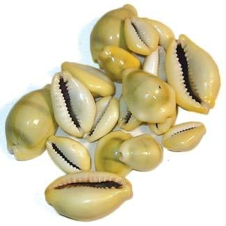 Picture of Azure Green RCOWSB 1 Lb Cowrie Shells