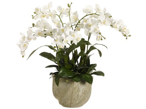 Picture of Allstate Floral WF3408-WH 30 in. Hx29 in. Wx29 in. L Phalaenopsis Orchid in Star Pot White