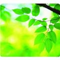 5903801 Fellowes, Inc. Recycled Optical Mousepad - Leaves,Dds Must Be Ordered In Multiples Of Case Qty= 5903801 Fellowes, Inc. Recycled Optical Mousepad - Leaves,Dds Must Be Ordered In Multiples Of Case Qty=