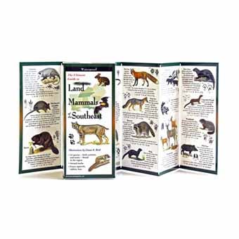 Land Mammals Of The Southeast