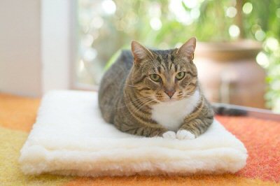 Picture of Purple Pebble CM2024  OS1 Cuddle Mat- Small