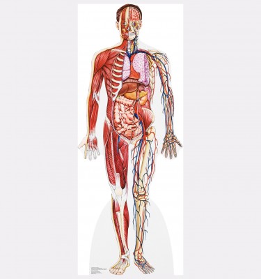 Anatomy Cross Section Cardboard Standup