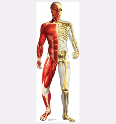Anatomy Half Muscle Half Skeleton Cardboard Standup