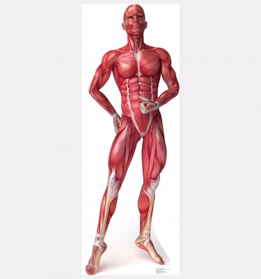 Anatomy Muscle System Cardboard Standup